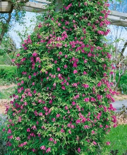 Clematis alpina 80-100 cm - Winterharte Rankpflanze, ideal für Rankgerüste, pflegeleicht und mit blauen Blüten im April-
