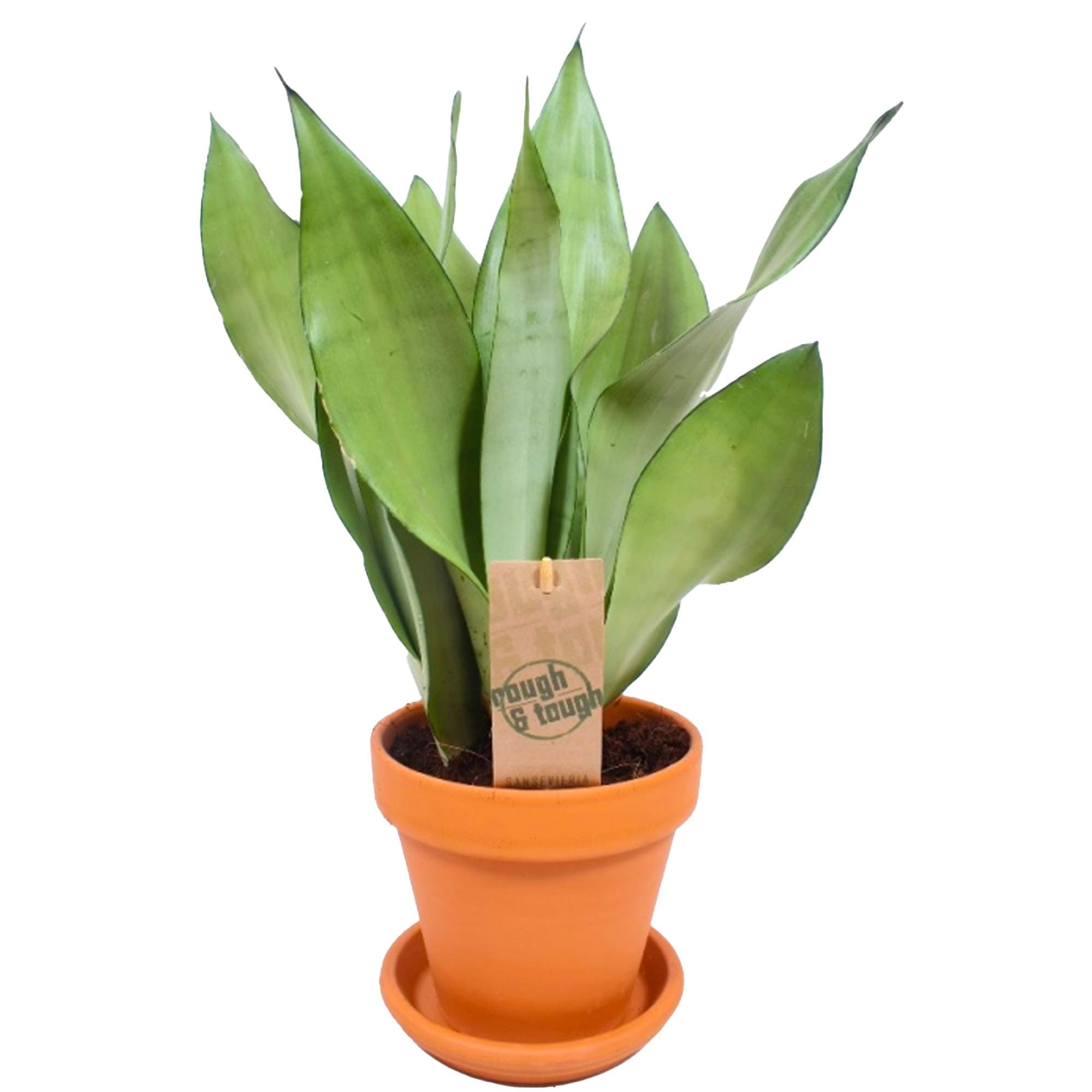 Sansevieria Moonshine Schlangenpflanze für Zuhause und das Büro (30-40cm mit Topf)