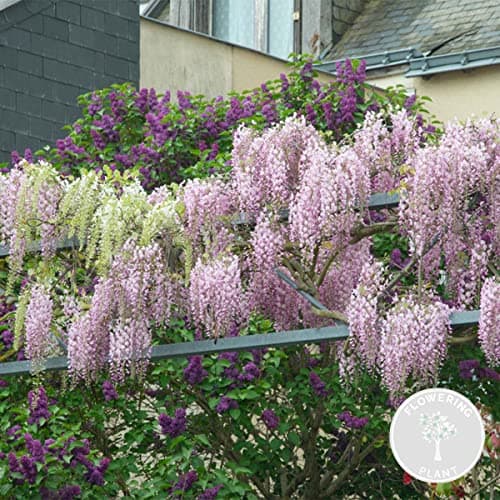 Bloomique Wisteria Sinensis Prolific Blauregen Kletterpflanze Winterhart für Garten Topf 15 cm Hoch