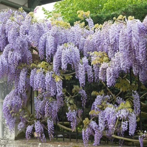 Bloomique Wisteria Sinensis Prolific Blauregen Kletterpflanze Winterhart für Garten Topf 15 cm Hoch