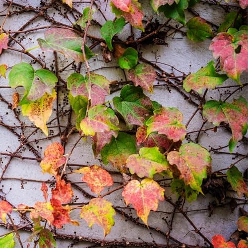 Kletterpflanzen in einer Box - Parthenocissus quinquefolia 'Wilde Wingerd' - Winterhart und schnellwachsend - Topf 9cm -