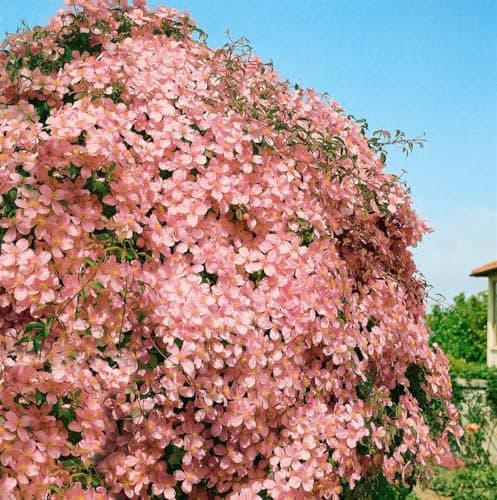 Clematis montana 'Tetrarose' - rosa Blüten, ideal für Rankgerüste, winterhart