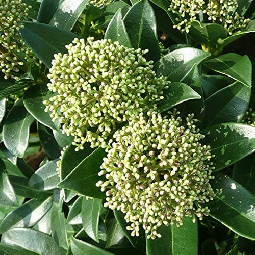 Skimmia japonica Fragrant Cloud - Duftende immergrüne blühende Gartenshrubbe für Anreicherung deines Gartens