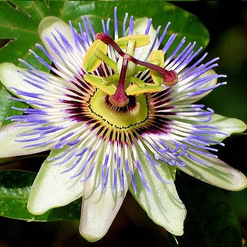 Passionsblume - Mehrjärige Kletterpflanze, Winterhart & Immergrün - 1,5 Liter Topf | Top-Suchbegriffe für Passionsblume