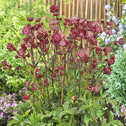 Astrantia Star of Love Meisterwurz - Laubabwerfende Outdoor-Staude für den Garten