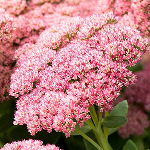 Sedum Herbstfreude - Laubabwerfende Gartenstaude für Anfänger im Garten | Herbstbazillar, edel, designed for beginners
