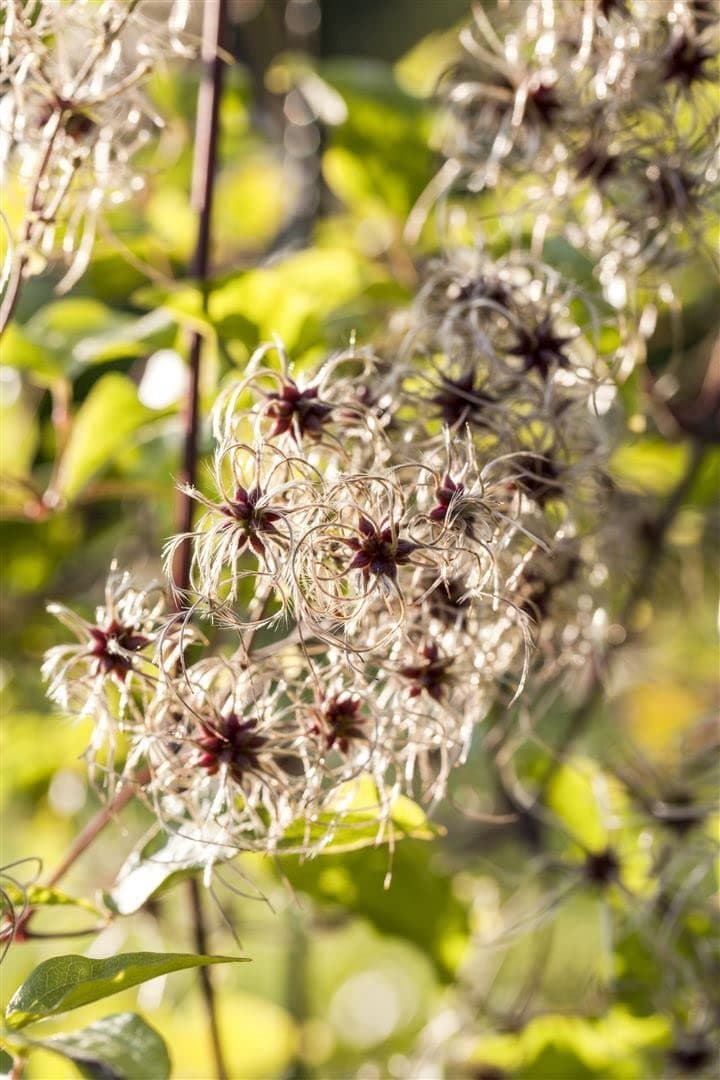 Clematis tangutica 40-60 cm - Gold-Waldrebe, bienenfreundlich, winterhart