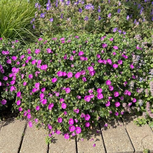 10 x Geranium sanguineum 'Max Frei' - Kompakt, leuchtend und unermüdlich blühend - Tolle leuchtende Blüten - für Gartena