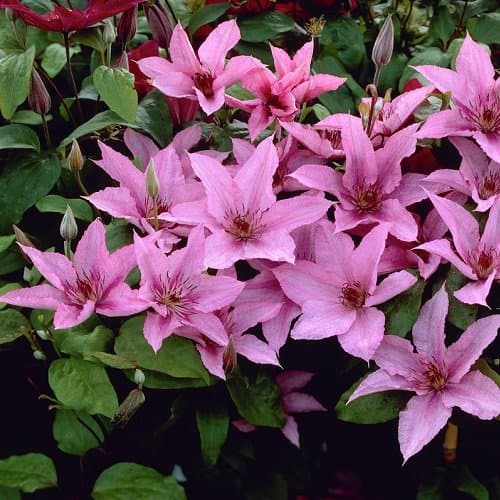 2 x Clematis hagley Hybrid Kletterpflanzen - Rosa, 2-er Set, Mehrjährig blühend & Winterhart - 2 x 1,5 Liter Töpfe