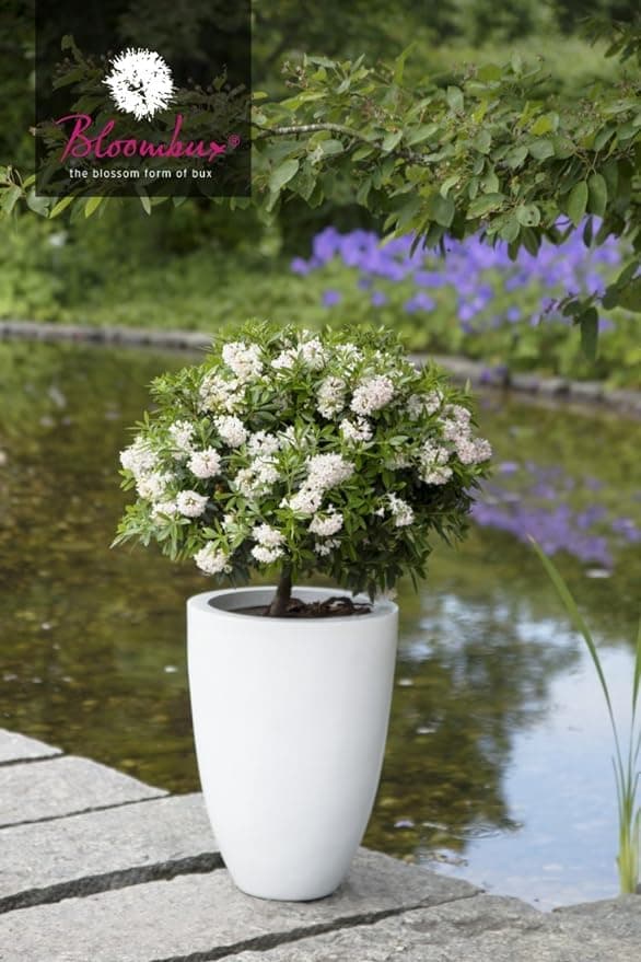 Pflanzcontainer INKARHO® Bloombux® Weltneuerung 20-25 cm Breit 2 Liter Flower & Form  
Weltneuerung INKARHO® Bloombux® N