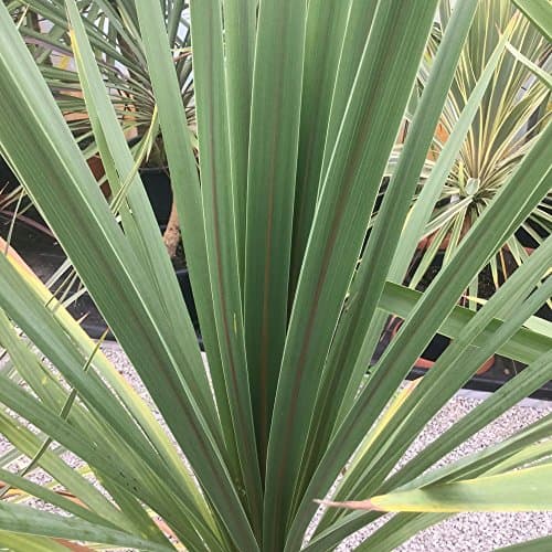 Cordyline australis Atlantisches Grün Pflanzenkultur für Haus und Gartenngrößere Größen verfügbarPopulaire Suchbegriffe