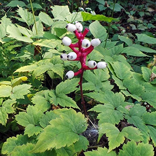 Actaea pachypoda 'Misty Blue' Baneberry Strauch Immergrüner Gartenstrauch | 9cm Topf - Dauerhafte Blüte | Ideal für Schu