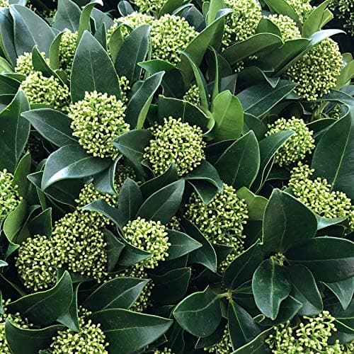 Skimmia japonica White Globe | Beeindruckender immergrüner blühender Topfstrauch für Outdoor-Räume
| Skimmia japonica W