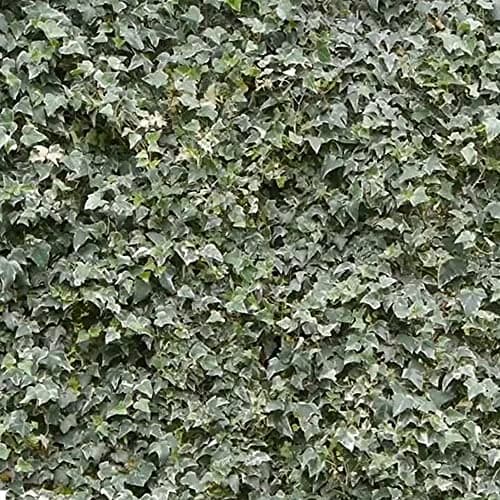Hedera Gletscherefeu Klettern | Evergreener Strauch für Wintergarten | 15-30cm inkl. Topf