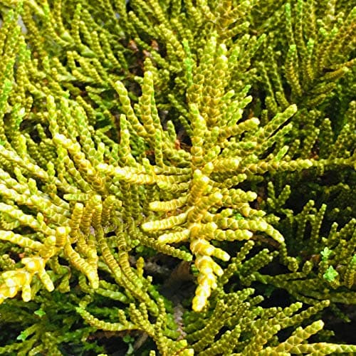 Hebe ochracea James Stirling - Immergrüner Topfgartenstrauch für Schönheit und Widerstandsfähigkeit