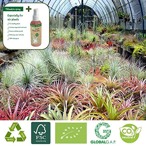 Ecoworld Ionantha Red Tillandsia - 3er Set - Pflegeleicht für Interieur - Stewardship Council - Rot - Luft Pflanze