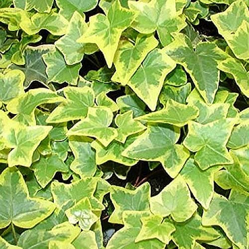 Hedera Goldchild Klettern Immergrüner Strauch Sommergarten | 15-30cm (inkl. Topf) | ideal für Haus und Garten | perfekte