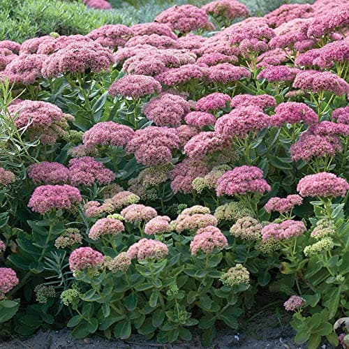 Sedum Herbstfreude - Laubabwerfende Gartenstaude für Anfänger im Garten | Herbstbazillar, edel, designed for beginners