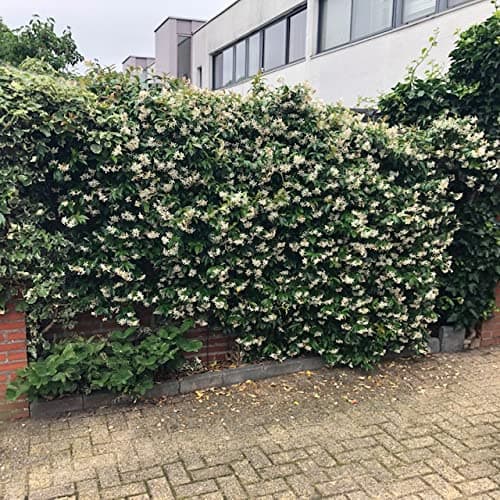 Sternjasmin Weiß - Winterhart - Immergrüner Duftjasmin - Gartenpflanze - 1,5 Liter Topf - Wachstum bis zu 400 cm - Winte