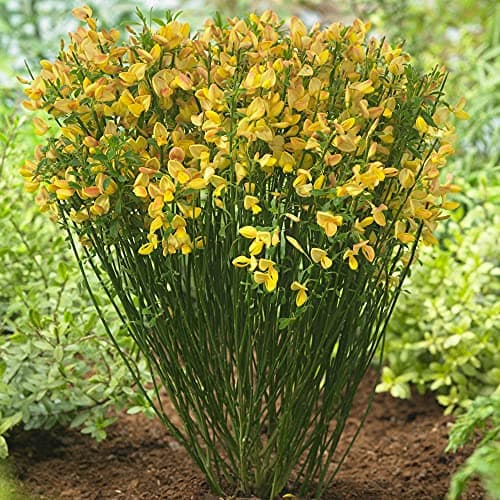 Cytisus 'Apricot Gem' - Blütenpflanze für warme Akzente im Frühling - Ideal für Gärten - 10 Stängel - Frühlingserstance