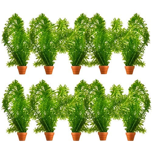 vdvelde.com - Grobes Hornblatt - 5 Liter - Schwimmende Sauerstoffpflanze - für Aquarier - ideales Sauerstoffierenetz - P
