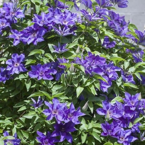 Clematis The President - Winterharte Kletterpflanze für Anfänger - Blühende Klematis in der Natur - 1 Pflanze