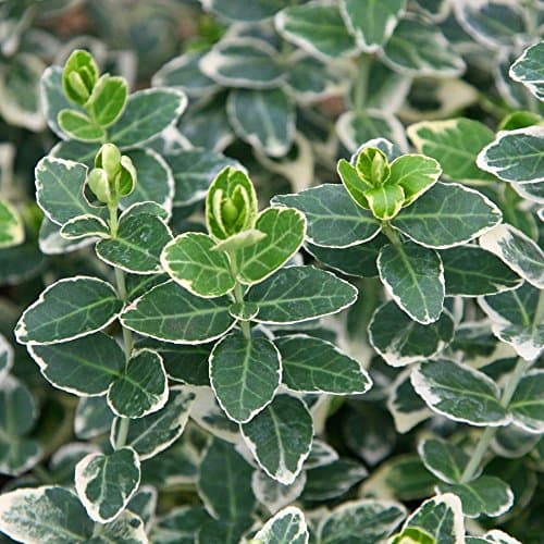Emerald Gaiety Evergrüner Spindel für Outdoor-Nutzer im Winter
| Euonymus fortunei 'Emerald Gaiety' Topfender für zimme