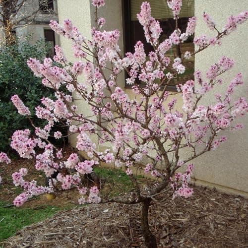 Prunus Pink Peachy Patio Baum, robust für den Garten, ideal für outset, blühender Baum im 3L Topf.