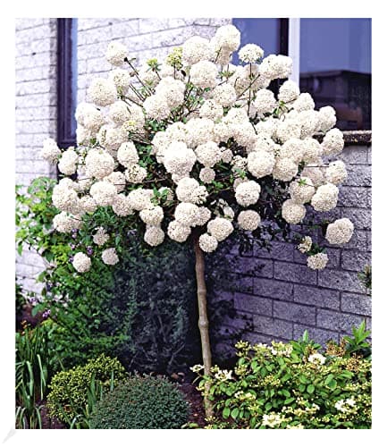 BALDUR Garten Winterhartes Stämmchen Wisteria sinensis Blauregen, für Sonnig Den Standort, bienenfreundlich, 1 Pflanze