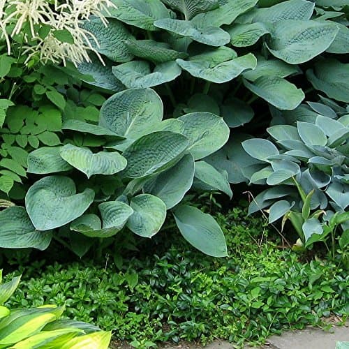 Vinca minor 'Bowles variety' winterhart für Gartenanrichtung 9cm Topf