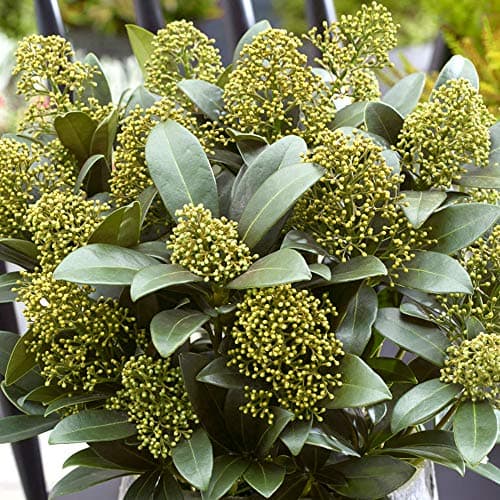 Skimmia japonica White Globe | Beeindruckender immergrüner blühender Topfstrauch für Outdoor-Räume
| Skimmia japonica W