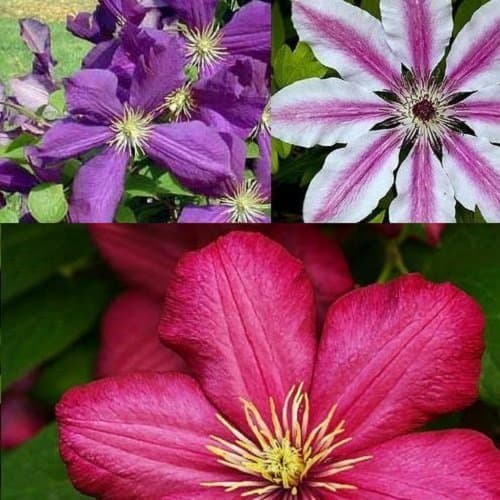 3 Clematis Kletterpflanzen Mix (3 für 2 bezahlen): Blau (Jackmanii), Rosa/Weiβ (Nelly Moser) & Rot (Ville de Lyon) - meh