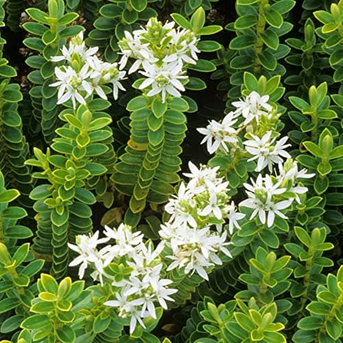 Hebe buxifolia 9cm Topf - immergrüner blühender Gartenstrauch für anprechende Gärten und Parks