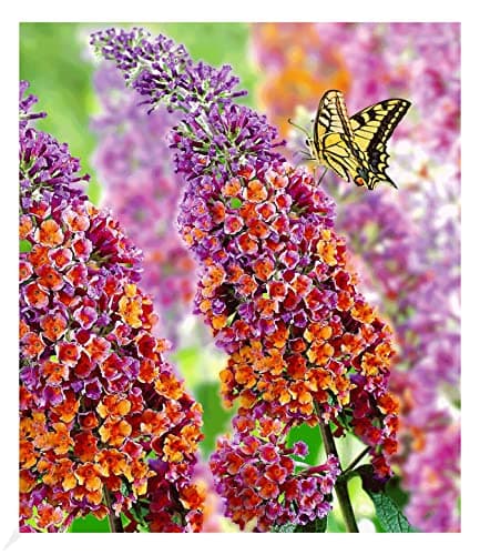 BALDUR Garten dreifarbiger Schmetterlingsstrauch 'Papillion Tricolor', winterhart, trockenresistent, bienenfreundlich