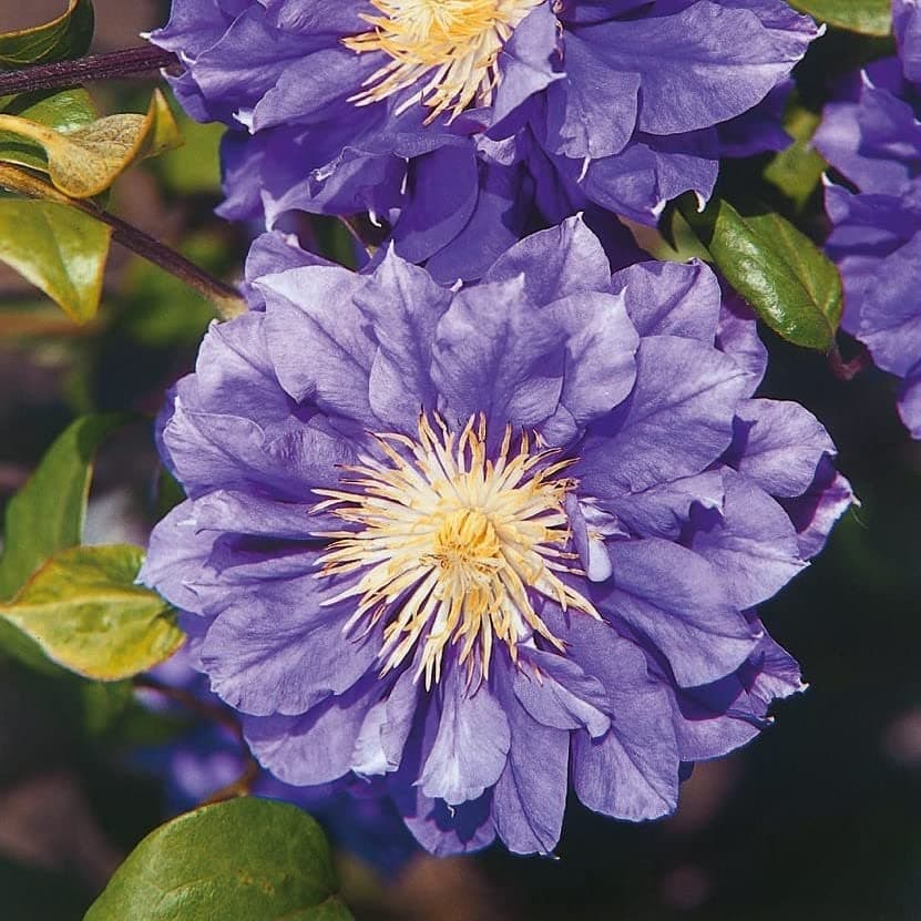 Clematis Großblütige Daniel Deronda 1L - Pflanze für Anfänger und professionelle Gärtner - Ideal für Kleingarten - Schön