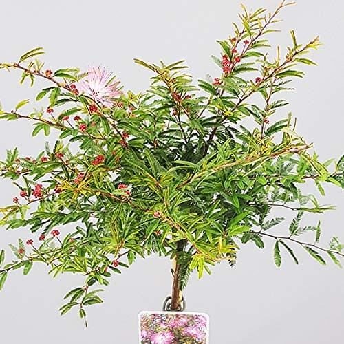 Calliandra Dixie Pink Puderquasten-Bäume für kleine Gärten & Terrassen | Gerader Lolli-Stamm | Elegantes Dekor für Outdo