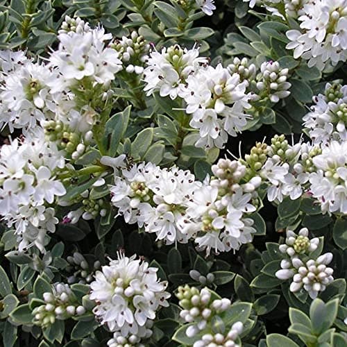 Hebe Pagei Strauchige Veronica - Immergrüner Topfgartenstrauch für dein Gartenziel | Attraktive Blütenfarben und dichte