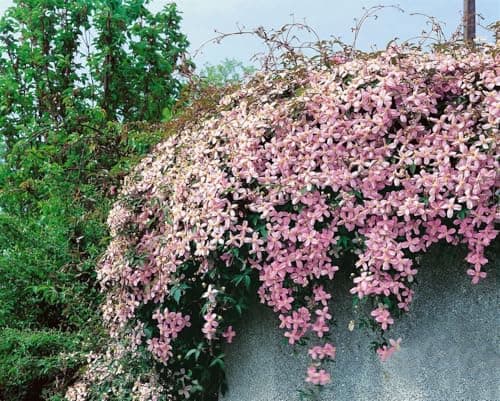 Clematis montana 'Pink Perfection' - Rosa Blüten, pflegeleicht und winterhart - Junioren,ideal für großzügige Rankgerüst