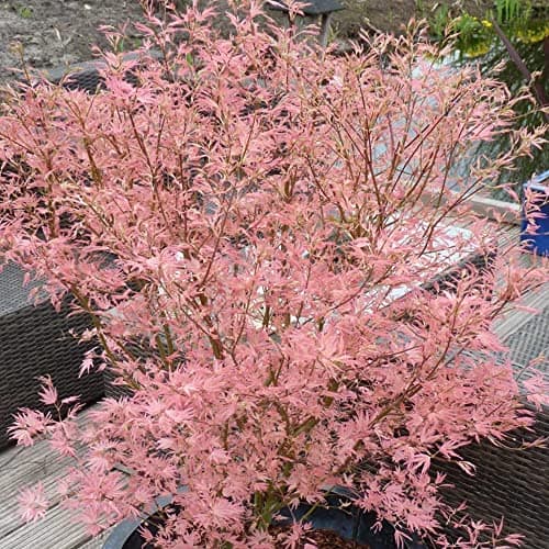 Acer palmatum Taylor - Japanischer Ahorn - Großer Topfbaumbaum für den Außenbereich - Schön-dekorativ - Ideal für Parks