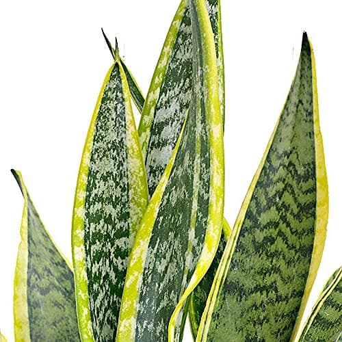 Sanseveria Laurentii Bunte Schlangepflanze Gesunder Indoorstrauch im 9CM Topf