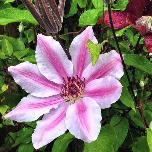 3 Clematis Kletterpflanzen Mix (3 für 2 bezahlen): Blau (Jackmanii), Rosa/Weiβ (Nelly Moser) & Rot (Ville de Lyon) - meh