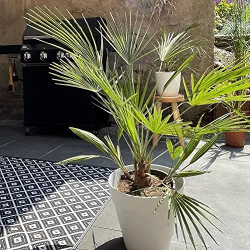 Bloomique Washingtonia Robusta - Winterharte Fächerpalme - Gartenpflanzen Winterhart - für Balkon - 50-70 cm Höhe - 14 c