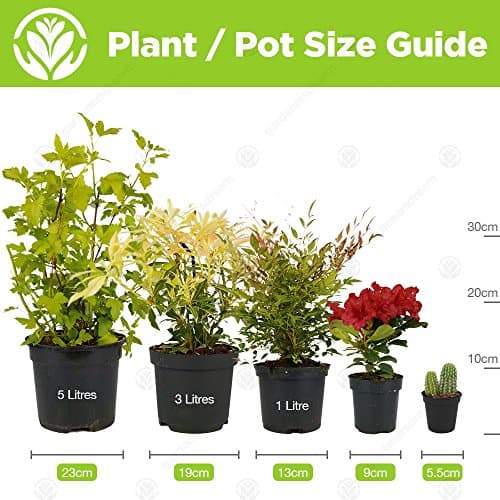 Ficus Lyrata Premium Zimmerpflanze 30-40cm Topf Geschenk
