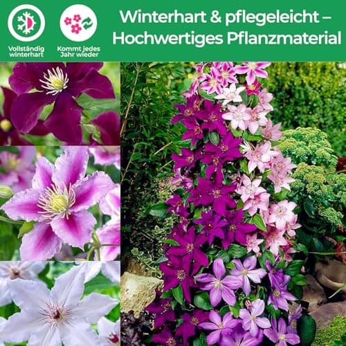 Clematis Tricilor Kollektion (3 Pflanzen) - Weiß-Rot-Rosa-Violett Farben, Winterhart und Mehrjährig, Stauden aus Holland