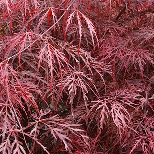Lebendiger Japanischer Ahorn Topfpliant für kleine Gärten - Acer Inaba Shidare Tree
| Acer Inaba Shidare Tree - Topfbäu