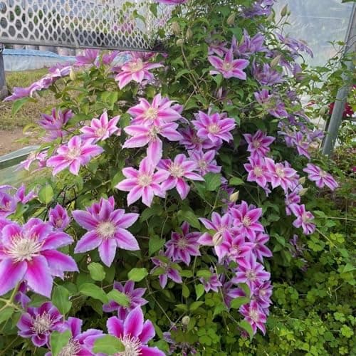 Clematis Zwiebeln & Knollen - Langlebige Gartendekoration - Ideal für Anfänger - 3zwiebeln - Wundersame Blütenfarben