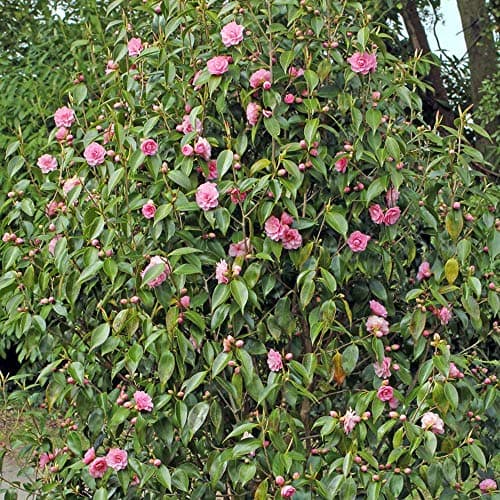 Camellia williamsii 'Spring Festival' - Immergrüner pinker Gartenstrauch für Anwender im Garten | 9cm Topf