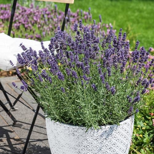 Lavendel Busch Green Me Up groß – Winterhart & pflegeleicht – Bienenfreundlich & ungiftig – XXL Blütenmeer für Balkon &