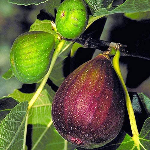 Ficus 'Brown Turkey' Baum - Sommergrün getopfter Feigenbäume für kleine Gärten | Premium Pflanze mit großem Fruchtressen