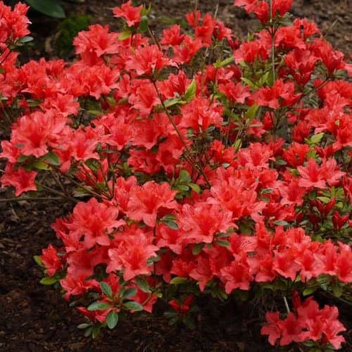 Azalea Japonica Orange Beauty für Haus und Gartener
| Azalea Japonica Orange Beauty als Blumenvorzug im Winter
| Azalea